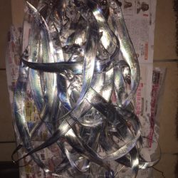 豪雨でもタチウオはいる