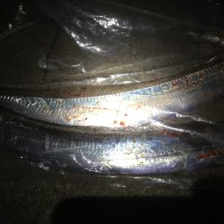 太刀魚ゲット