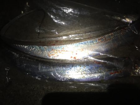 太刀魚ゲット