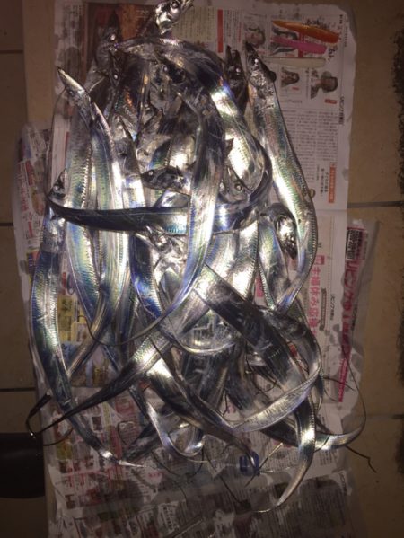 豪雨でもタチウオはいる