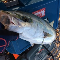 煙樹ヶ浜でショアジギング