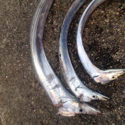 タチウオワインド