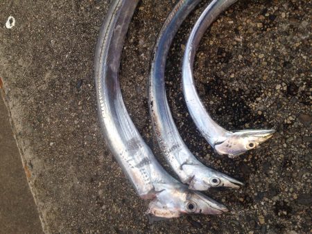 タチウオワインド