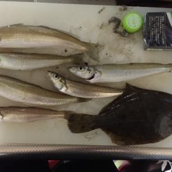 初フラットフィッシュ