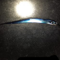 今日の太刀魚さん、ご機嫌上々(^^)