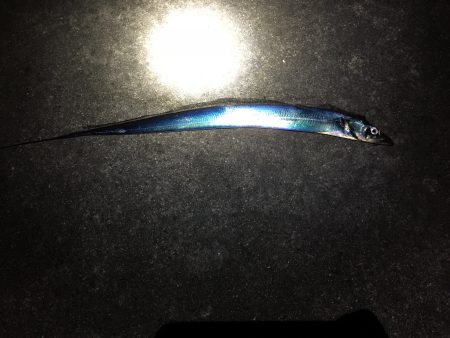 今日の太刀魚さん、ご機嫌上々(^^)