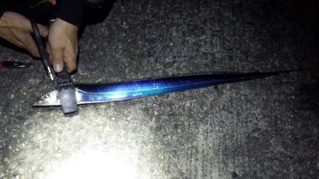 タチウオ ワインド