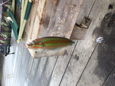 今日もカレイ狙い…