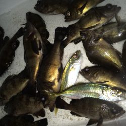 コンビナートテトラ帯メバリング