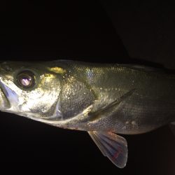 シーバス 青物高活性！