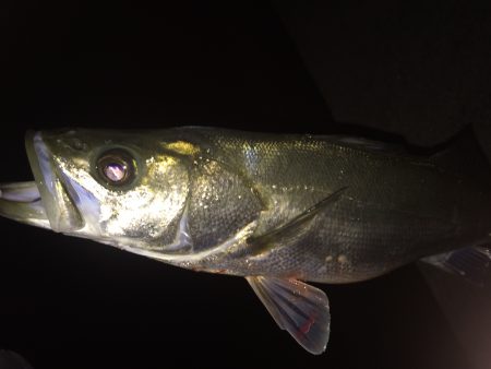 シーバス 青物高活性！