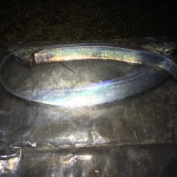 本日もタッチーご機嫌上々＼(^o^)／