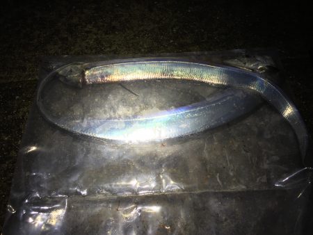 本日もタッチーご機嫌上々＼(^o^)／