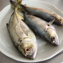 ダイソージグで良型メッキ