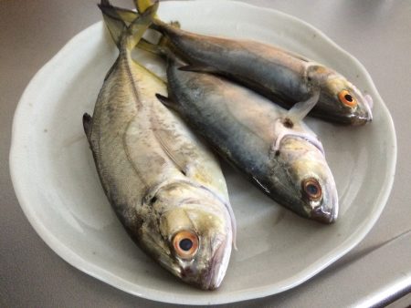 ダイソージグで良型メッキ