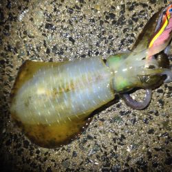 やれやれだぜ。