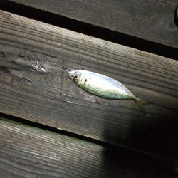 洲本港アジング！