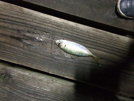 洲本港アジング！