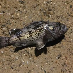 舞鶴ランガンライトゲーム