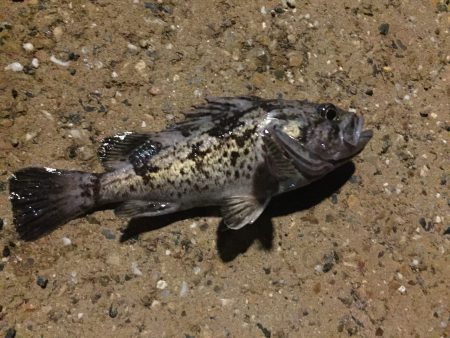 舞鶴ランガンライトゲーム