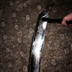 太刀魚あたり多し。