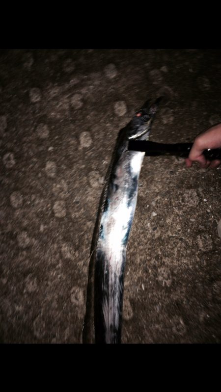 太刀魚あたり多し。