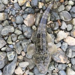 紀ノ川シーバス