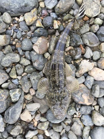 紀ノ川シーバス