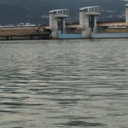 紀ノ川シーバス調査