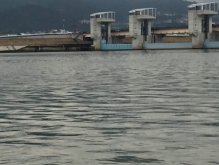 紀ノ川シーバス調査