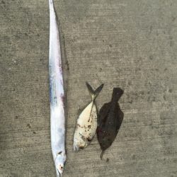 久しぶりのタチウオ！