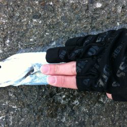 爆風の中の太刀魚ゲーム‼︎