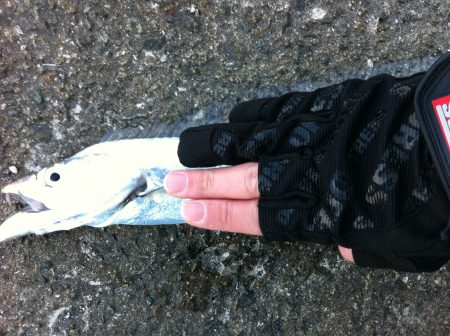 爆風の中の太刀魚ゲーム‼︎