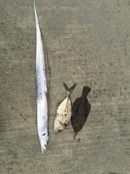 久しぶりのタチウオ！