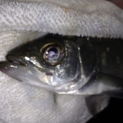 とほほなヒラセイゴ