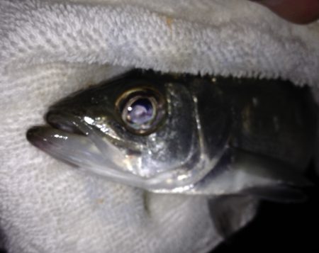 とほほなヒラセイゴ