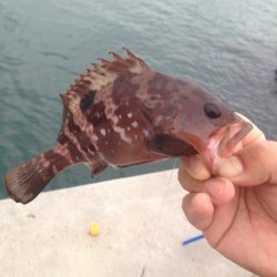 カレイはまだみたいです