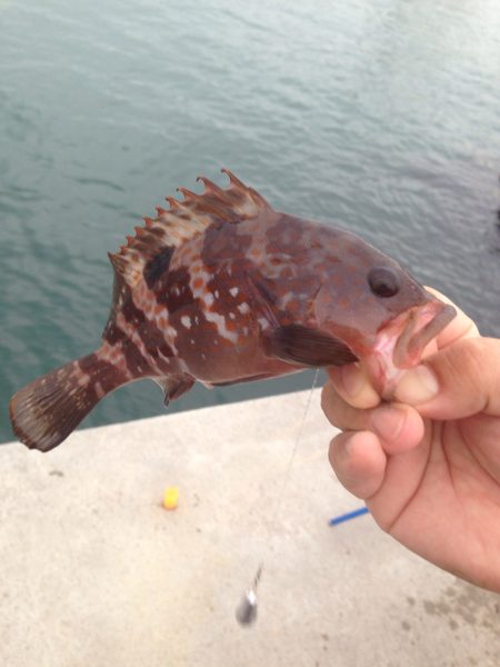 カレイはまだみたいです