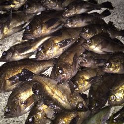 メバル。アジ調査  第1弾