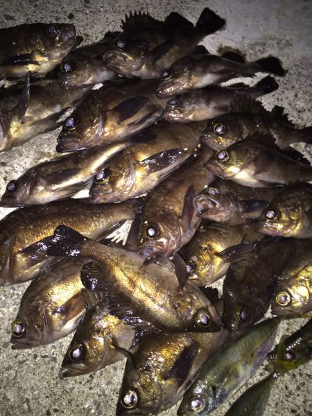 メバル。アジ調査  第1弾