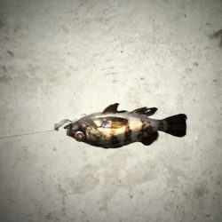 チビメバリング