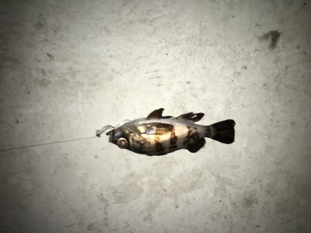 チビメバリング