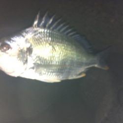 釣れてると噂をきいて久しぶりのチニング！