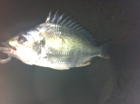 釣れてると噂をきいて久しぶりのチニング！