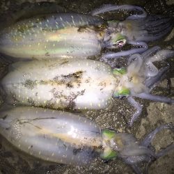 久しぶりのエギング…。