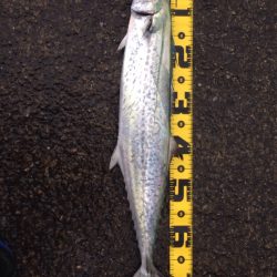 青物バクチョウ