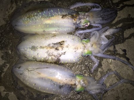 久しぶりのエギング…。