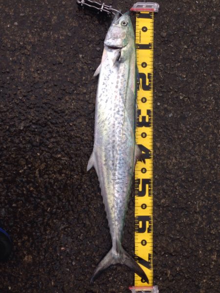 青物バクチョウ