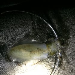 イカのきぃーもぉちぃー