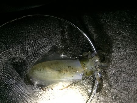 イカのきぃーもぉちぃー